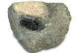 Detailed Gerastos Trilobite Fossil - Morocco #311245-3